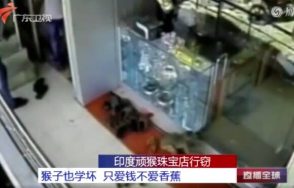 印度顽猴珠宝店行窃|只爱钱不爱香蕉